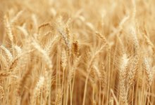 Агроном XXI века: как технологии помогают вырастить урожай