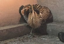 Редкую птицу нашли на автомойке жители Мангистау