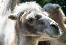 Верблюд набросился на подростка в Атырауской области (ВИДЕО)