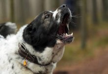 Разъяренный алабай чуть не загрыз россиянку