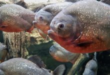 Пираньи напали на отдыхающих: пострадали семь человек, среди них младенец