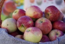 Возвращение легенды: в Алматинской области начали заново выращивать "апорт"