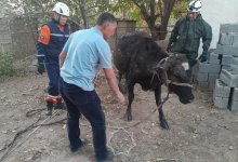 Корова провалилась в трехметровый септик в Шымкенте (ВИДЕО)