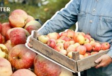 Возрождение алматинского апорта: наука, наследие и долгий путь к идеальному вкусу