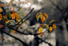 Дождь и сильный ветер ожидаются в Шымкенте