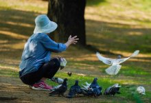 Голубя выкупили за 244 млн тенге