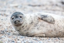 Миллиарды тенге и краснокнижные тюлени: что задержали на границе Казахстана