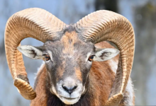 Краснокнижное животное попало в фотоловушку в Карагандинской области (ВИДЕО)