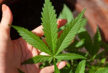 Последователей Боба Марли отправили за решетку в области Абай