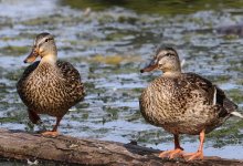 Мужчина потрошил диких уток в президентском парке Астаны