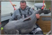 Рыбак поймал гигантского сома и отказался от рекорда ради природы