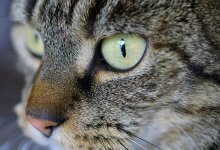 Мужчина скончался после укуса бездомной кошки в Мангистауской области