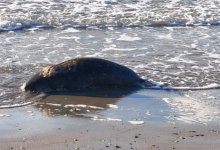 Более 100 мертвых тюленей обнаружили на побережье Каспия в Мангистау (ВИДЕО)