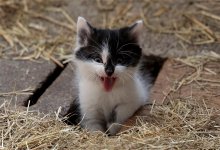 Жуткий запах и фекалии на полу: пенсионерка из Алматы живет среди 17 кошек