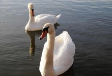 Лебедей переселили в зимние вольеры в ботаническом саду Алматы