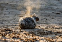 Тревожная находка на Каспии: ученые выясняют причины гибели более 100 тюленей