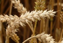 Рекордный урожай собрал Казахстан и усилил экспортный потенциал