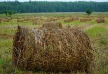 ЛПХ - мост между прошлым и будущим казахского народа