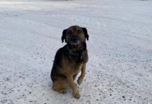 Хатико по-павлодарски: пес дождался хозяина из заключения