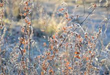 Атлантический циклон принесет похолодание в Шымкенте