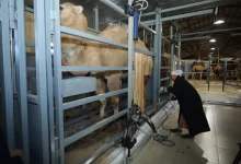 В Казахстане заработал первый цех по доению верблюдов