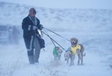 Казахские тазы снова доказали силу и выносливость (ВИДЕО)