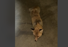 Дикое животное напало на работницу завода в Костанайской области