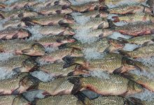 Рыбный скандал: документы на судака оказались фиктивными в Кызылординской области