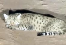 Дикого степного кота заметили на дороге в Мангистау (ВИДЕО)