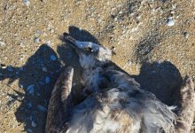 Погибших птиц обнаружили на побережье Каспия в Мангистау (ВИДЕО)