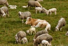 Корова сбежала с фермы и подружилась со стадом овец