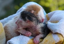 Котенок-мутант родился в Бразилии