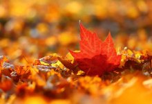 Переменная облачность и легкий ветер ожидается в Шымкенте