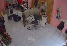 Лошадь зашла в салон красоты и покорила сеть (ВИДЕО)