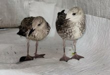 Птенцов чайки спасли и выходили осужденные в Павлодарской области