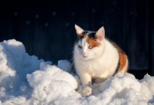 Бездомного кота продают за 4 миллиона тенге