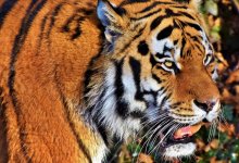 Фермер отошел в лес по нужде и был съеден тигром