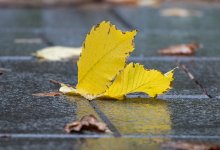 Ветер резко усилится в Шымкенте