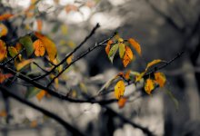 Ясную погоду с туманами и порывами ветра прогнозируют в Казахстане