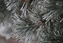 Ночные морозы прогнозируют в Астане