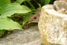 Мышиная лихорадка охватывает ЗКО