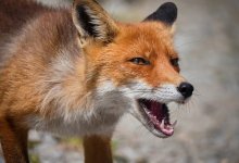 Число очагов бешенства растет в Костанайской области