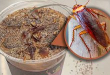 Китайские бариста создали новый хоррор-напиток