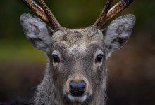 Женщина погибла после нападения домашнего оленя