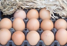 Более 60 тыс. куриных яиц пытались незаконно ввезти в Казахстан из России