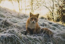 Лиса напала на школьников в Мангистауской области