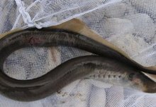 Редкую рыбу заснял житель Мангистауской области (ВИДЕО)