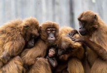 Обезьян в мешках и наркотики пытались вывезти контрабандой