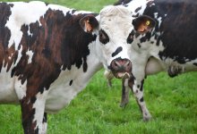 Более 160 коров доставили в аэропорт Астаны из Дании (ВИДЕО)