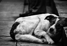 Кормить уличных собак запретили в Стамбуле